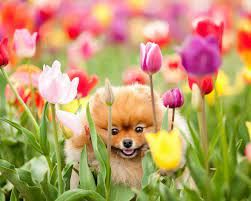 cachorritos for Spring perrito, cachorro 💗