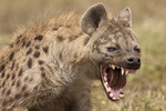 Spotted Hyena: They are big :3