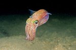  Cuttlefish