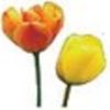  cây uất kim hương, cây uất kim hương, tulip