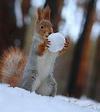  Snowball Fight ☃️