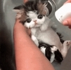  Kitten bath