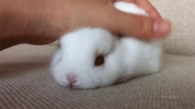  Baby rabbit