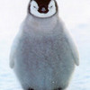 Aw! Baby penguin! peacebaby7 photo
