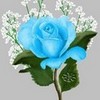this is my signature of the blue rose MoonRayne photo