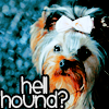 No way thats a hellhound Mikethriller photo
