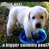 AWWWW!!! *pouty face* GET THAT DOG A BIGGER SWIMMY POOL! pureawesome15 photo