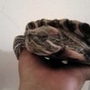 Glados Harkat, my pet turtle <3 MinervaHoot photo
