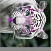 Blind Tiger Sweetpop211 photo
