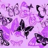 purple butterflies:) suraya121 photo