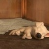 Puppy Bolt sleeping  Keyvon photo