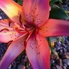 Asiatic Lily pugglelover2000 photo