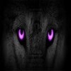 wolf purple cgova4 photo