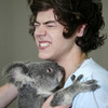 harry and a koala n-green photo