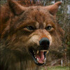 werewolf form of jacob elva1727 photo