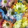flowers that i got when i dislocated ny fingure sppedohedgie15 photo
