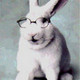 rabbit1963