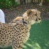 A picture I got of a Cheetah at San Diego Zoo Safari Park. He