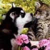 The Kitty And The Husky Live Happily Ever After! HuskyDogs32 photo