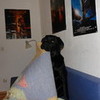 My nephew dog with his blanket <3 TheGoldenHeart photo