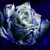 white&blue rose sunshinedany photo