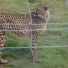 Cheetah! :) Random-Partier photo