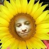 Sunflower lol :) Abigailxoxoxoxo photo