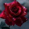 rained red rose sunshinedany photo