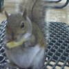 Squirral Eating A French Fry!!! LittleMadi photo