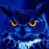 Night owl Snowyowl1028 photo