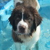 My newfie puppy, Harley is in her little pool! So cute! <3 maddiegirls456 photo