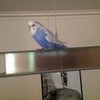 This is my pet budgie Chip ollymurs1xoxo photo