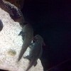 axolotls  snakemanfan photo