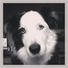 AWW LOOKS JUST LIKE MY BORDER COLLIE boltpup photo