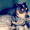 *~ Wishbone ~* MrsStyles8992 photo