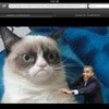 Grumpy cat vs. Obama RubyTuesday632 photo