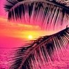 Pink palm tree sunset. JennaStone22 photo