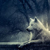  Werewolf2013 photo
