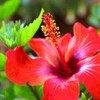  HawaiianDesign photo
