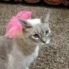 My cat Mia wearing a ribbon:) amyrose94113 photo