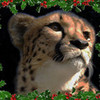  CheetahGirl5147 photo