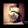 Nala_cat CatLover02 photo