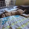 Came home and found my cat sleeping like this gemixclub photo
