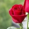happy rose day 7th february rufaidatheme photo