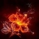 FireBlossoms