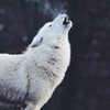 White wolf howling. <333 JennaStone22 photo