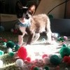 this is my kitty, Willy Toteserin photo