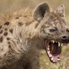 Hyena RussianIdentity photo