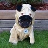 A Pug In A Pug Costume DaPuglet photo
