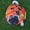 Boo The Pumpkin Pug Halloween Costume DaPuglet photo